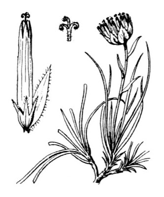 Globe Headed Rampion Globe Headed Rampion