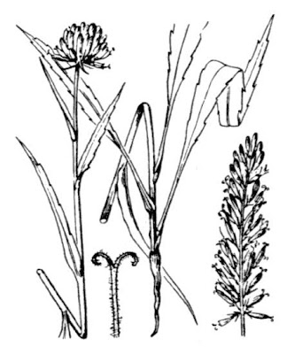 Phyteuma michelii All.