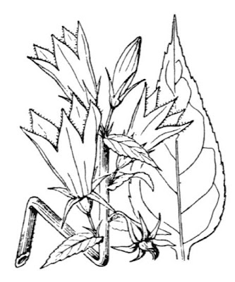 Campanula maggiore Campanula maggiore