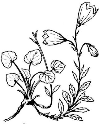 Campanula dei ghiaioni Campanula dei ghiaioni