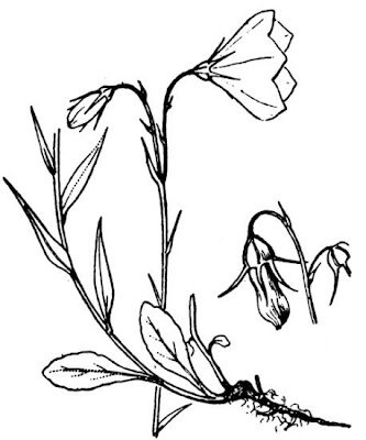 Campanula di Scheuchzer Campanula di Scheuchzer