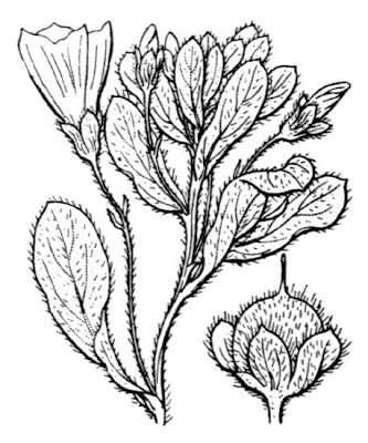 Tricolor Convolvulus