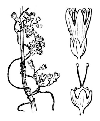 Cuscuta cilena Cuscuta cilena