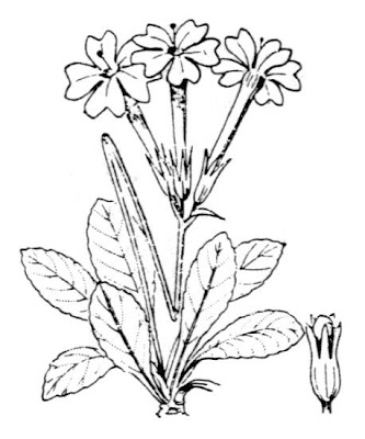 Long Flowered Primrose Long Flowered Primrose