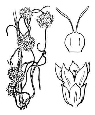 Cipó-de-chumbo Cipó-de-chumbo