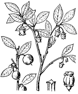 Vaccinium myrtillus,
aojiku-sunoki,
bilberry,
blaeberry,
dwarf bilberry,
Heidelbeere,
hime-usunoki,
Mirtillo nero,
mirtilo,
myrtille,
myrtle blueberry,
myrtle whortleberry,
uva-do-monte,
whinberry,
whortleberry,
Wineberry