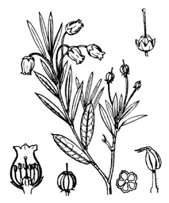 Andromeda,
bog rosemary Andromeda,
bog rosemary