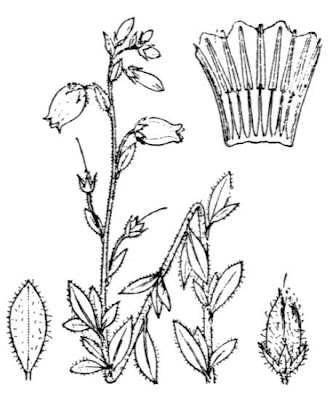 Daboecia cantabrica,
St. Dabeoc's heath