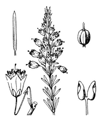 Cornish heath Cornish heath