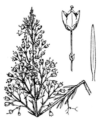Briar root Briar root