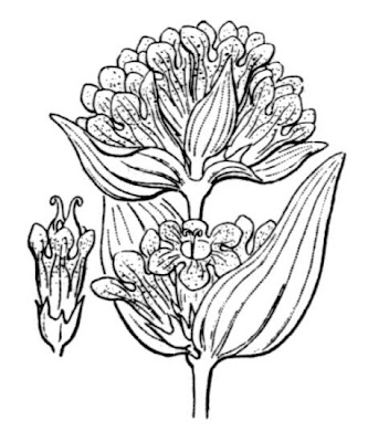 Genziana punteggiata