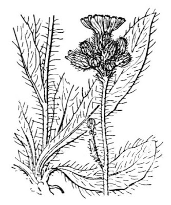 Fox-and-cubs