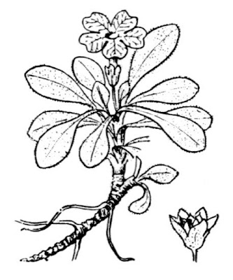 Allioni's Primrose Allioni's Primrose