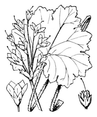 Cortusa di Matthioli Cortusa di Matthioli