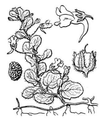Kickxia commutata subsp. commutata