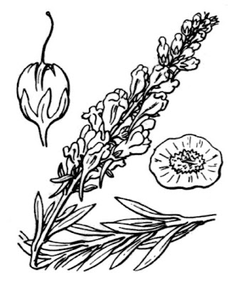 Narrow Leaved Toadflax Narrow Leaved Toadflax