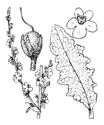 Verbasco sinuoso