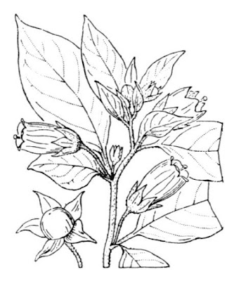 Belladonna Belladonna