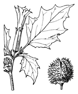 Estram�nio