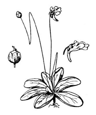 Pale Butterwort Pale Butterwort