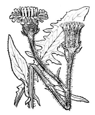 Radicchiella maggiore