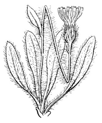 Glanduliferous Hawkweed