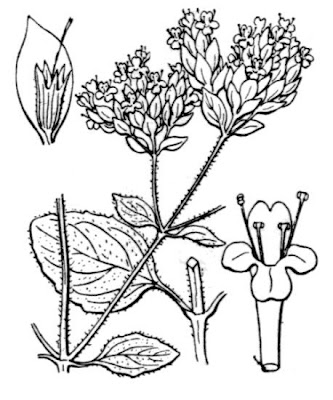 Origanum vulgare L.