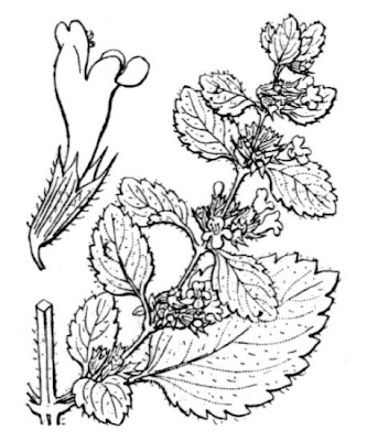 Citronella Citronella