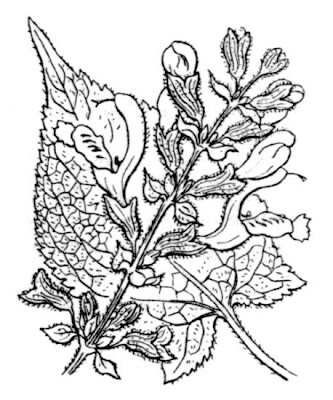 Salvia glutinosa L.