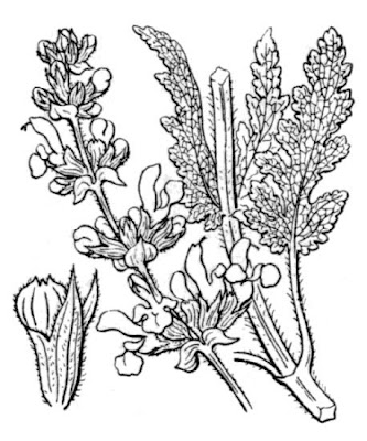 Salvia verbenaca L.