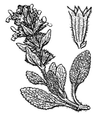 Stachys maritima Gouan