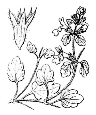 Stachys corsica Pers.