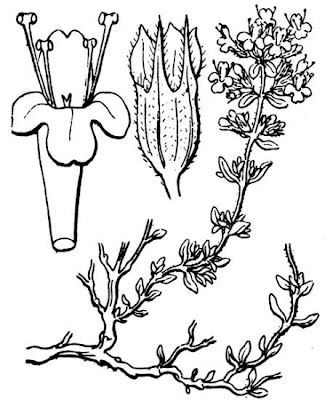 Farigoule