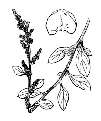 Atriplex halimus L.