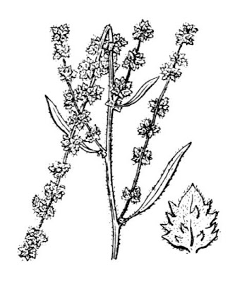 Atriplex littoralis L.