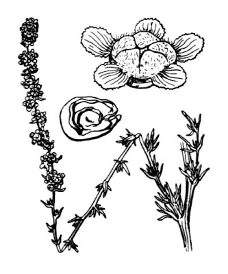 Bassia prostrata (L.) A.J.Scott