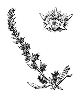 Bassia hyssopifolia (Pallas) Volk.
