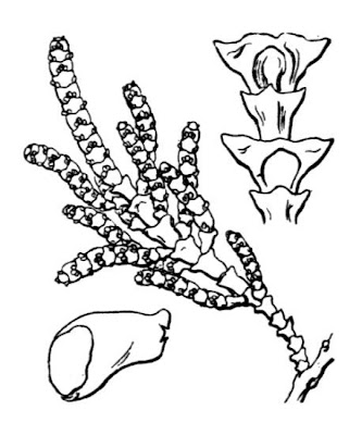 Arthrocnemum macrostachyum