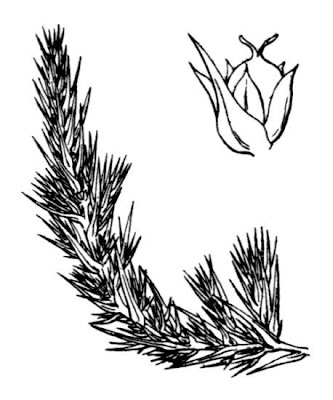 Polycnemum majus A.Braun