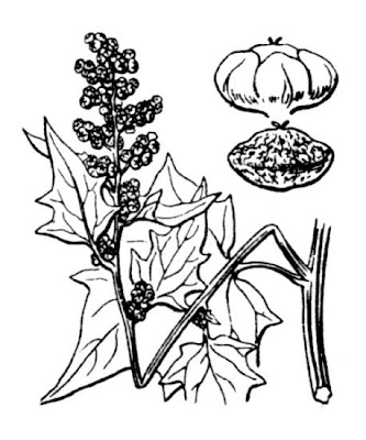 Chenopodium hybridum L.