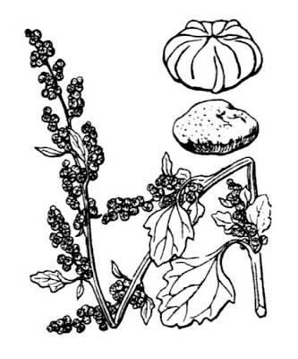 Farinello viburniforme Farinello viburniforme