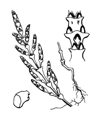 Salicornia europaea L.