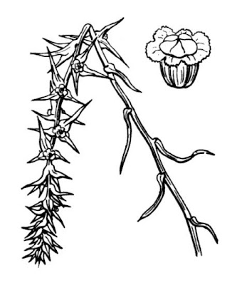 Kalikraut Kalikraut