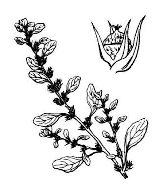 Amaranthus albus L.