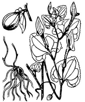 Aristolochia pistolochia,
Aristolochia pistolochia