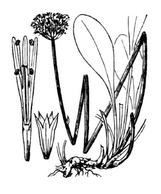Leafless Stemmed Globularia Leafless Stemmed Globularia