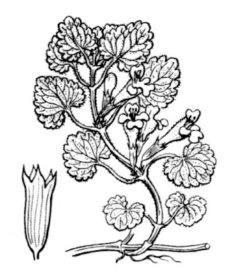 Glechoma hederacea L.