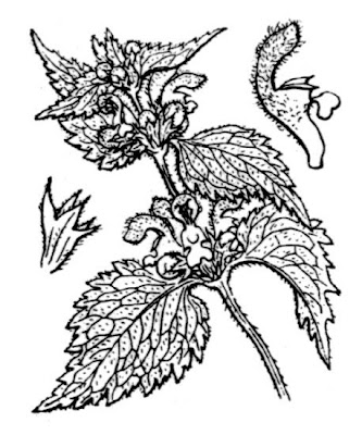 Lamium flexuosum Ten.