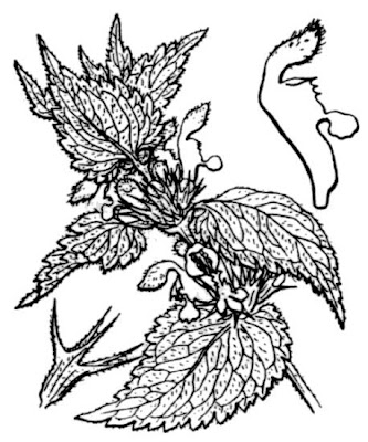 White-nettle White-nettle