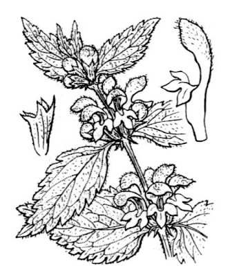 Yellow archangel Yellow archangel